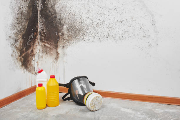 Best Emergency Mold Removal  in Peru, IN