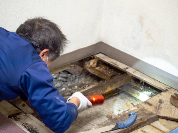 Best Toxic Mold Removal  in Peru, IN