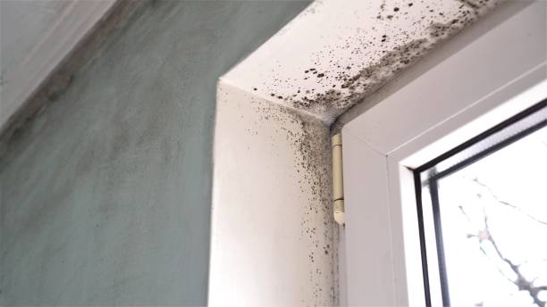 Best Office Mold Removal Services  in Peru, IN
