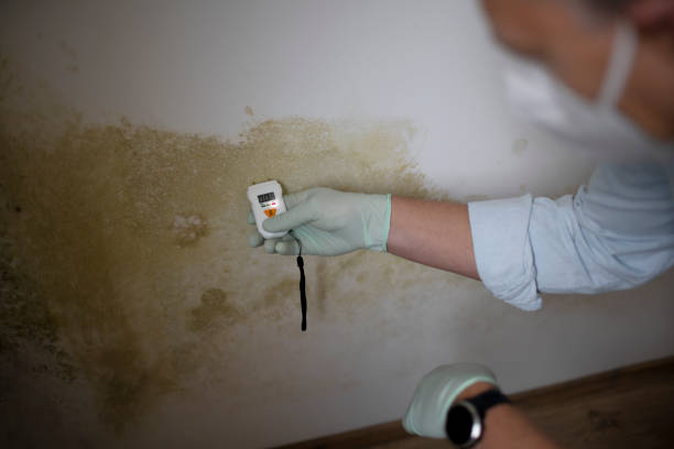 Best Residential Mold Removal  in Peru, IN