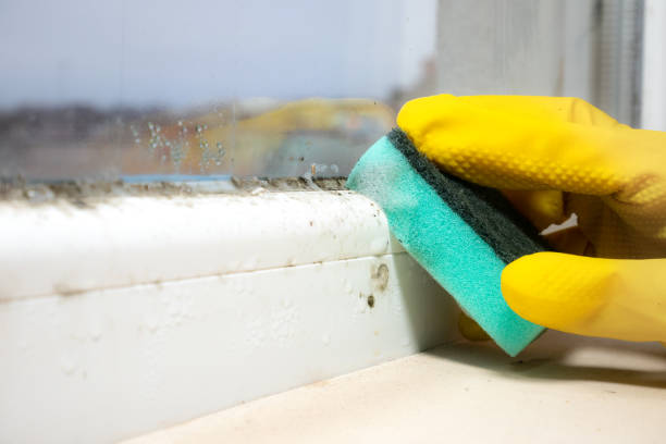 Best Crawl Space Mold Removal  in Peru, IN