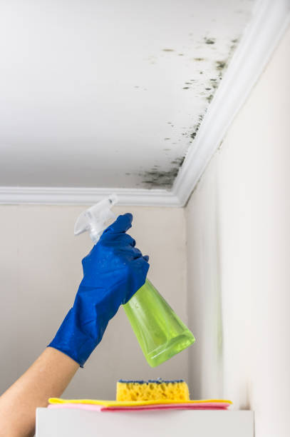 Best Mold Inspection  in Peru, IN