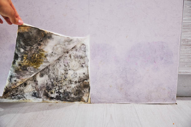 Best Affordable Mold Removal  in Peru, IN